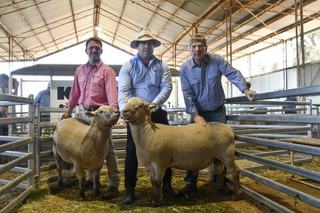 Southdown-cross rams top auction at Kismet's annual sale