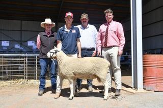 Record first-cross ewe prices drive buyers to the ring at Gleneith Border Leicesters