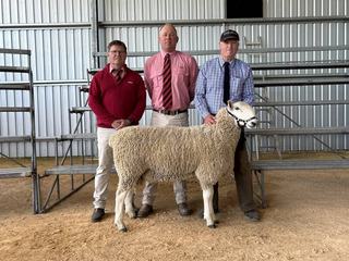 Averages surge at Coolawang Border Leicester sale with three-state bidding