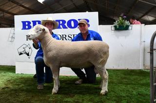 Brurob's successful show campaign leads to improved sale result