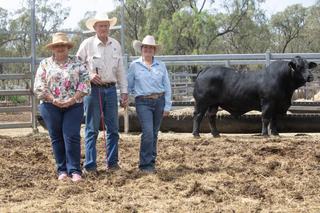 Quality genetics help push Rockhampton Brangus sale average past $15,000