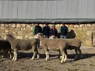 Correctness of rams proves a point of interest for buyers in SA and Vic