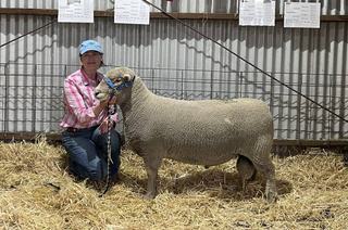 Poetic ram sale average as Shellal celebrates its 60th year in operation