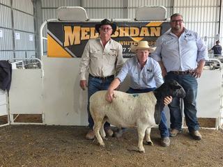 Tri-state bidding drives record sale averages at Melashdan Dorper stud
