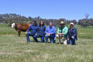 Two days, 640 lots, see the results from the Wirruna Poll Herefords female dispersal sale