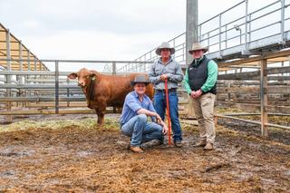 'Even better in the flesh': top-priced bull at Roma Droughtmaster Sale a standout