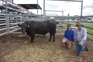Willoughby's top Angus bull so docile 'you could ride him to work'