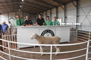 Outstanding Mallee season helps underpin strong result at Harry's Well sale