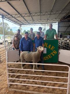 Charity ram fetches top price at Gowan Brae Poll Dorset annual ram sale