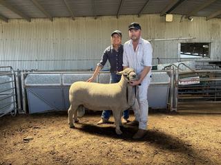 Show champion claims top price at Lansdale Southdown stud's annual sale
