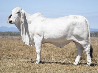 Queensland Brahman studs come together to secure sought-after genetics