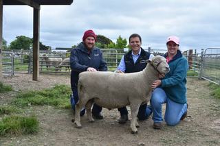 Bellbrae stud secures top-priced Chandpara Southdown ram at 2026 auction