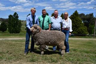 Laggan district buoys Thalabah Merino ram sale as buyers compete for the best
