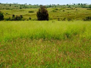 'Telemon', Woolein via Banana Auction by Hourn & Bishop