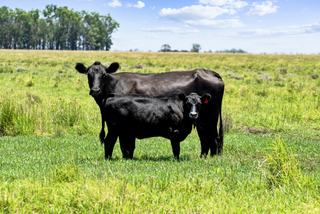 2001 Millmerran Cecil Plains Road, Millmerran Auction by Millmerran Rural Agencies