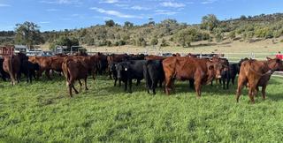 Productive Cattle Property For Sale QLD Western Downs