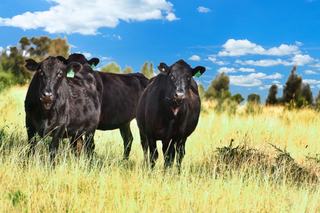 For Sale: Jewel In The Crown Of Premier QLD Cattle Region