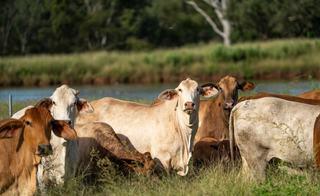 Large Scale, Turnkey Cattle Property For Sale Central QLD