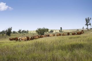 Rural Property For Sale QLD Boasts A Long Legacy Of Production