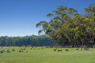 Substantial Grazing + Cropping Property For Sale VIC Western District