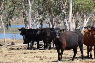 North QLD Cattle Grazing Aggregation Offered For Sale