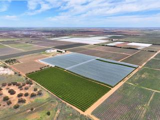 Established Table Grape + Mandarin Orchard For Sale