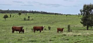 QLD Cattle Property For Sale Offers High-Quality Grazing Country