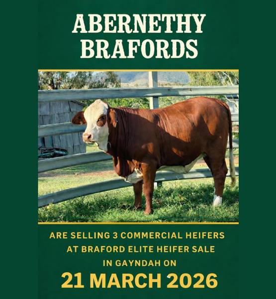 Abernethy Brafords Selling at the Elite Braford Breeders Sale