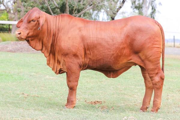 2026 Droughtmaster National Female Sale - LOT 159