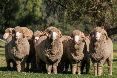 Egelabra 43rd Annual Ram Sale