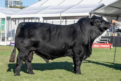 Elite Cattle Co On-Property sale