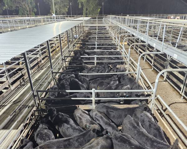 Maitland Annual Feature Weaner Sale