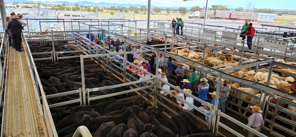 Westpac Rescue Helicopter Service Tag a Calf & Feature Weaner Sale