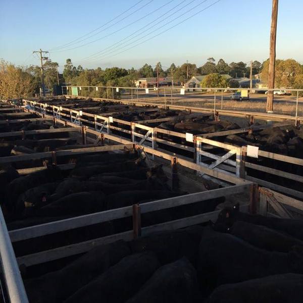 Bairnsdale Store Sale – 1,500 Head