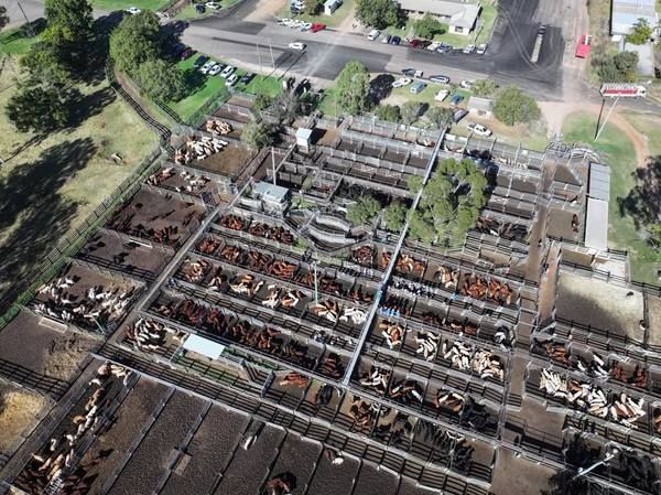 2nd Annual Pre-Weighed Weaner Sale