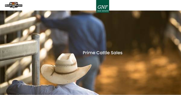 Charolais & Charolais Infused Sale – 2,000 Head Pre-Weigh Liveweight