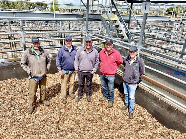 Mount Gambier Combined Agents Store Cattle Sale – 1,800 Head