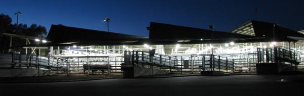 East Gippsland Livestock Exchange Store Cattle Sale — Bairnsdale