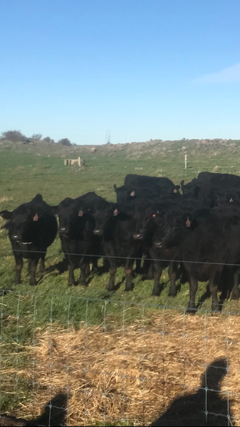 Colac Stock Agents Association Store Cattle Sale – 400 Head Cattle