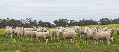 Castle Camp On-Property sale