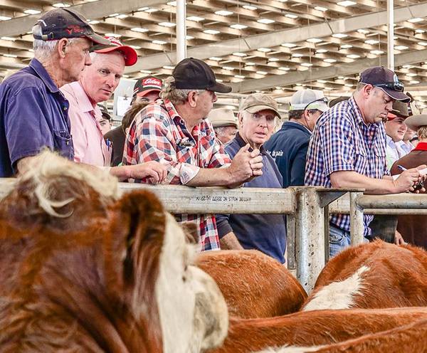 South Gippsland Associated Agents EVLX Leongatha Store Sale 2500 Cattle