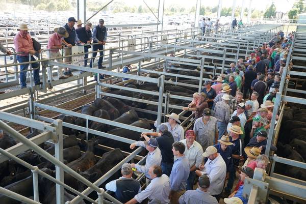 Ballarat & District Livestock Agents CVLX Ballarat Monthly Store Sale