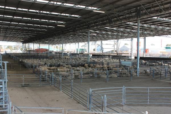 Nutrien Livestock Shepparton Store Cattle Sale 800 Cattle