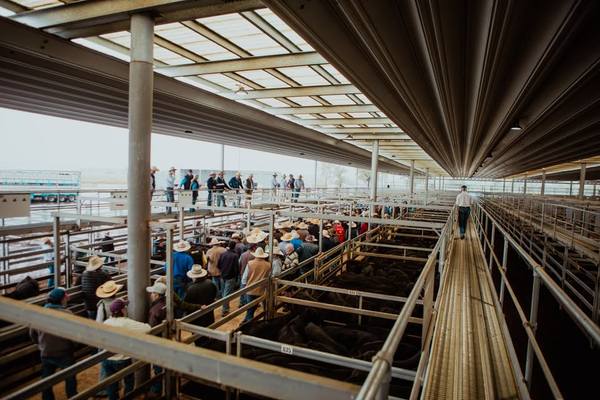 Tamworth Livestock Agents Association TLA Feature Weaner Sale 6000 Cattle