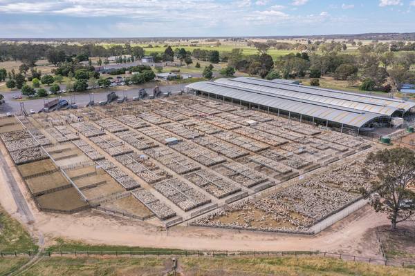 Naracoorte Combined Agents Store Sale Cattle & Sheep