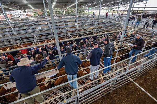 Sale Store Cattle Sale