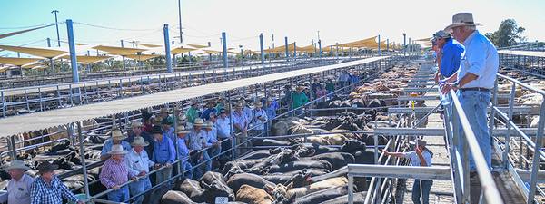 Dubbo Agents Dubbo Store Cattle Sale