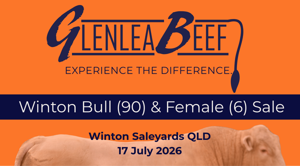 Glenlea Beef Winton Bull Sale — 80 Charolais Bulls, 10 Simmental Bulls and 6 PTIC Cows with Bull Calves at Foot.