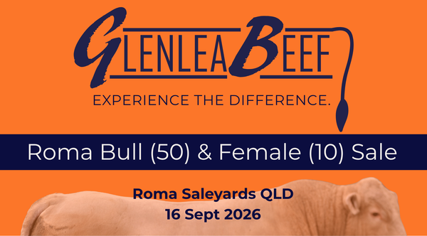 Glenlea Beef Roma Bull & Female Sale — 50 Charolais Bulls plus 20 Feature Females selling “Pick the Pair”