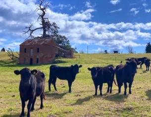 Bega Associated Agents Special Store Cattle Sale – 1,700 Head Cattle